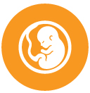 Embryo Transfer & Cultivation