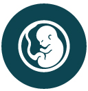 Embryo Transfer & Cultivation